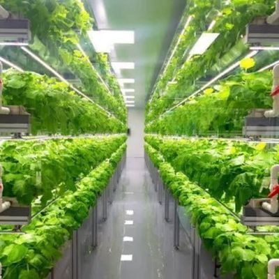 Invernaderos agrícolas de múltiples espacios con contenedor de 40 pies Sistema de cultivo hidropónico vertical
