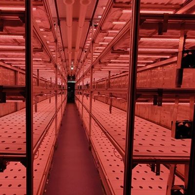 Tipo Control inteligente Agricultura Granja de contenedores hidropónicos para solicitud personalizada