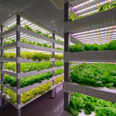 Tipo Control inteligente Agricultura Granja de contenedores hidropónicos para solicitud personalizada