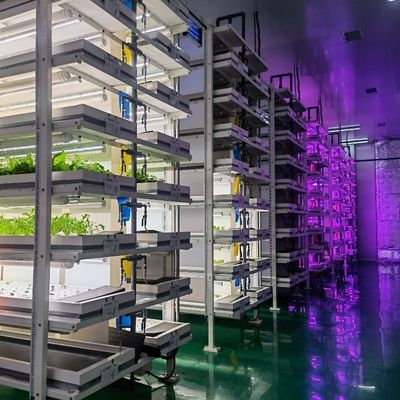 Tipo Control inteligente Agricultura Granja de contenedores hidropónicos para solicitud personalizada