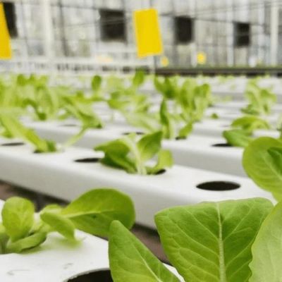Invernadero multi-espacio con hidroponía y estructura de acero La combinación perfecta