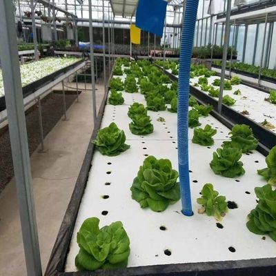 Invernadero multi-espacio con hidroponía y estructura de acero La combinación perfecta