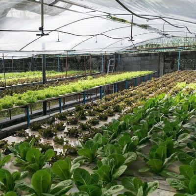 2000.000kg Peso bruto del paquete Invernadero comercial para hidroponía con control climático