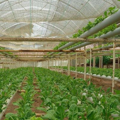 2000.000kg Peso bruto del paquete Invernadero comercial para hidroponía con control climático
