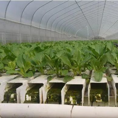 Invernadero para vegetales con película de control de humedad de múltiples tramos para optimizar el crecimiento vegetal