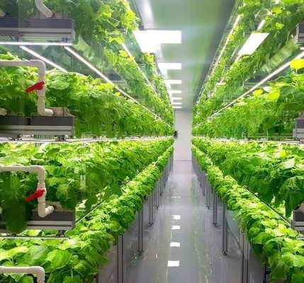 Invernadero para vegetales con película de control de humedad de múltiples tramos para optimizar el crecimiento vegetal
