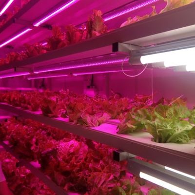 Ahorre espacio con nuestro sistema de hidroponía vertical avanzada para contenedores de pescado de invernadero