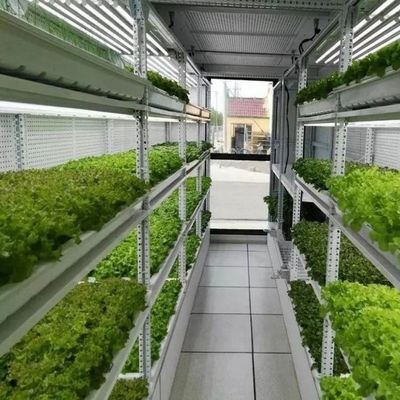 Mqo 1 Conjunto de invernaderos Pesca Vertical Transporte marítimo Agricultura de contenedores Sistema de cultivo hidropónico