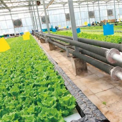 Invernadero de película de humedad controlada en moneda estadounidense para la producción de vegetales sin suelo