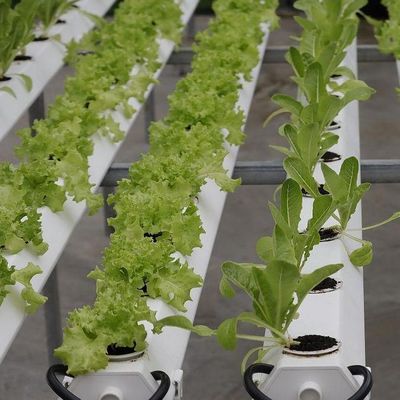 Invernadero de película de humedad controlada en moneda estadounidense para la producción de vegetales sin suelo