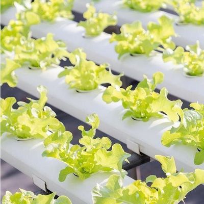Invernadero de película de humedad controlada en moneda estadounidense para la producción de vegetales sin suelo