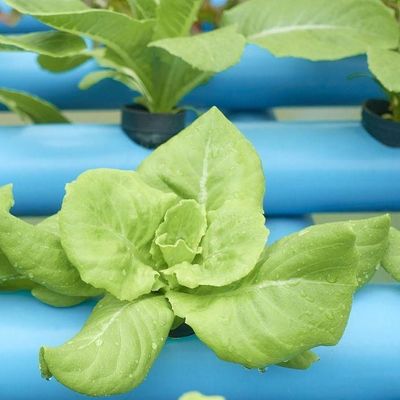 Invernadero de película de humedad controlada en moneda estadounidense para la producción de vegetales sin suelo