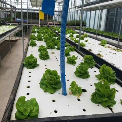Invernadero de película de humedad controlada en moneda estadounidense para la producción de vegetales sin suelo