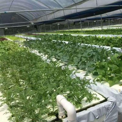 Invernadero hidropónico de película Po/PE para verduras de doble capa