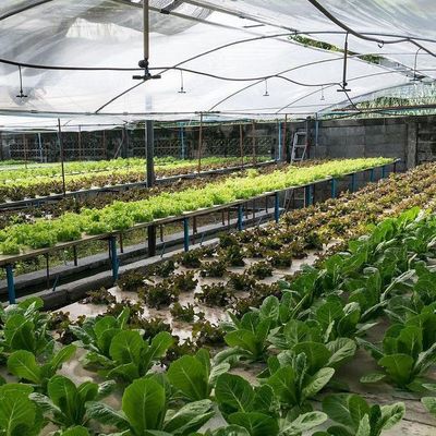 Invernadero hidropónico de película Po/PE para verduras de doble capa