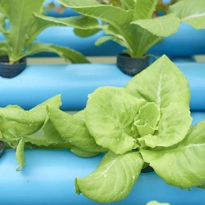 Invernadero de película adecuado para el cultivo de plántulas y económico con cubierta de láminas de plástico