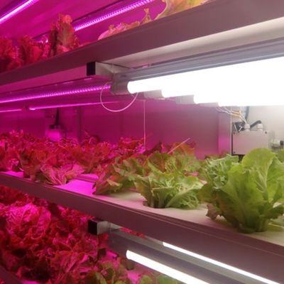 Contenedor de cultivo de 40 pies para forraje hidropónico por medio de contenedores de transporte marítimo.