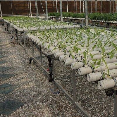 Tecnología sin suelo y calefacción temporal Invernadero de cultivo de vegetales 2000.000kg