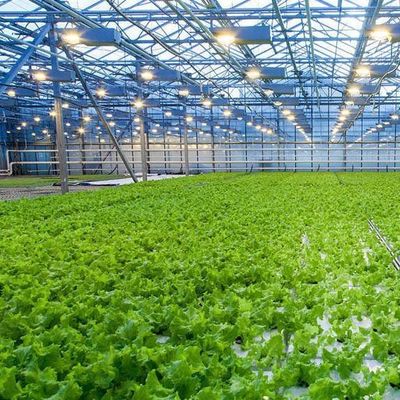 Tecnología sin suelo y calefacción temporal Invernadero de cultivo de vegetales 2000.000kg