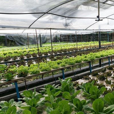 Tecnología sin suelo y calefacción temporal Invernadero de cultivo de vegetales 2000.000kg