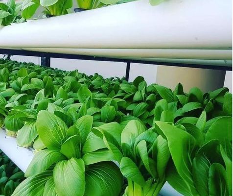 Diseño de invernaderos de cultivo de película sin suelo para verduras y método de calentamiento temporal