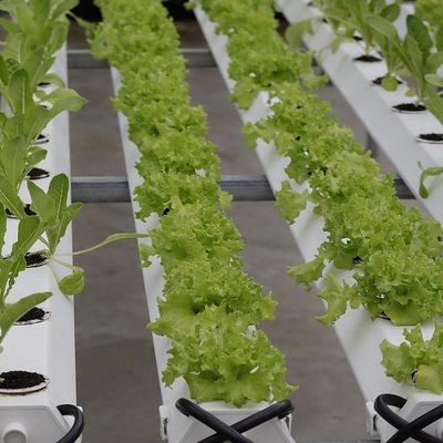 Diseño de invernaderos de cultivo de película sin suelo para verduras y método de calentamiento temporal