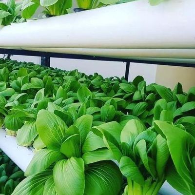 Departamento económico Invernadero de plástico con hidroponía y calefacción temporal