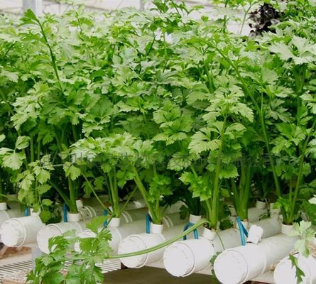 Departamento económico Invernadero de plástico con hidroponía y calefacción temporal