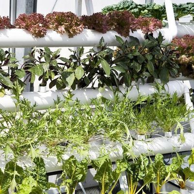 Departamento económico Invernadero de plástico con hidroponía y calefacción temporal