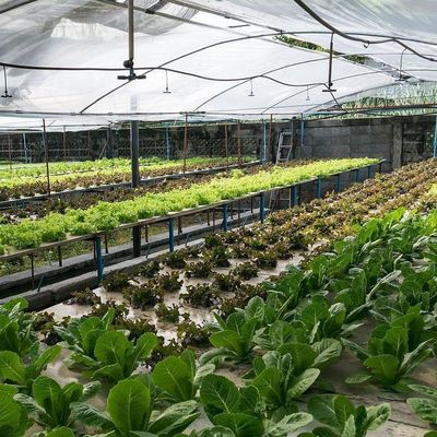 Invernadero de techo con arco de forma de techo de múltiples espacios para hidroponía controlada a temperatura
