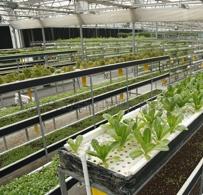 Invernadero de techo con arco de forma de techo de múltiples espacios para hidroponía controlada a temperatura