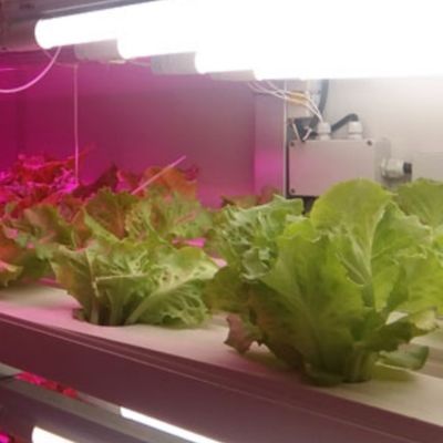 Solución hidropónica de forrajes y verduras frutas flores para invernadero en contenedor JX