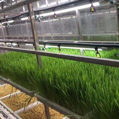 Solución hidropónica de forrajes y verduras frutas flores para invernadero en contenedor JX