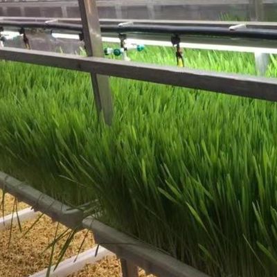 Solución hidropónica de forrajes y verduras frutas flores para invernadero en contenedor JX