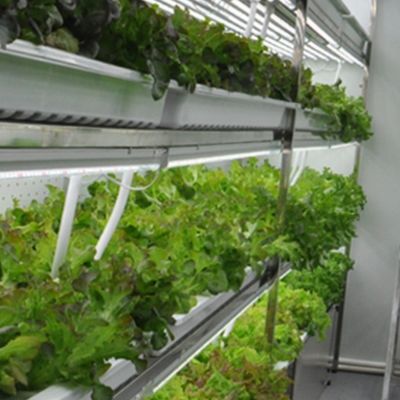 Solución hidropónica de forrajes y verduras frutas flores para invernadero en contenedor JX