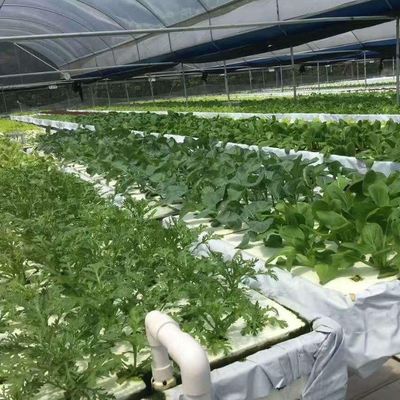 Invernadero de película comercial con cultivo hidropónico personalizado