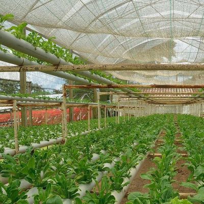 Invernadero de película comercial con cultivo hidropónico personalizado