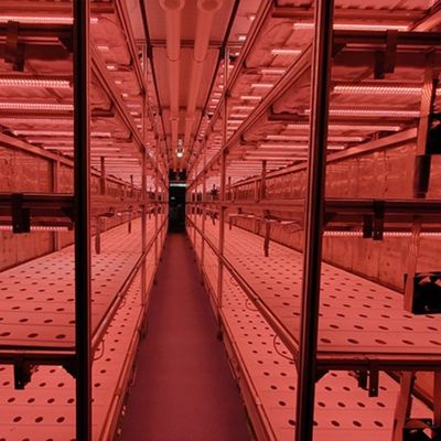 Juxiang OEM Sistema de cultivo hidropónico de vegetales vivos con invernadero de contenedores de 40 pies