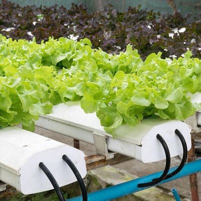 Invernadero de película comercial con cultivo hidropónico personalizado