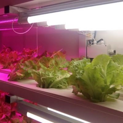 Juxiang OEM Sistema de cultivo hidropónico de vegetales vivos con invernadero de contenedores de 40 pies