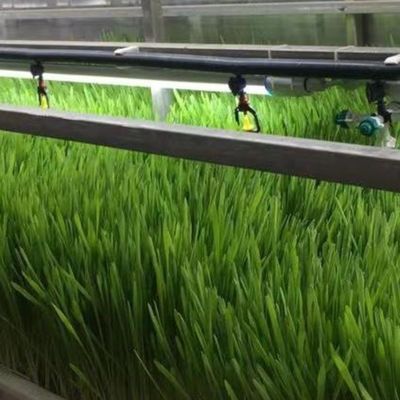 Sistema de cultivo hidropónico totalmente automático de Tingzhou Juxiang para hortalizas frutas flores