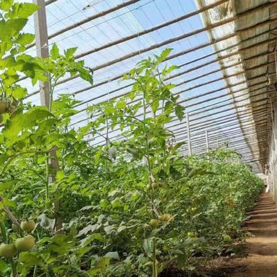 Techo arqueado Acuicultura Película vegetal Invernadero de luz solar para flor de fresa de EE.UU.