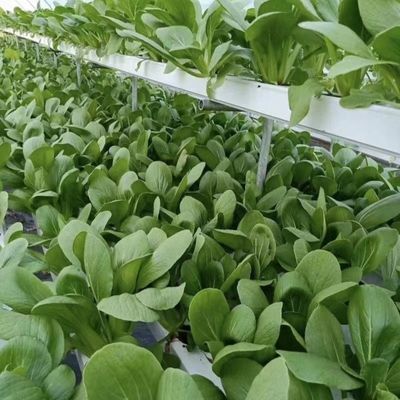 Techo arqueado Acuicultura Película vegetal Invernadero de luz solar para flor de fresa de EE.UU.