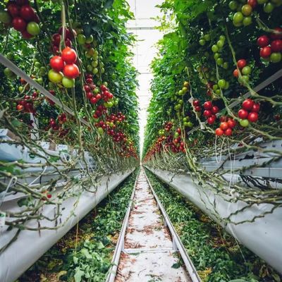 Techo arqueado Acuicultura Película vegetal Invernadero de luz solar para flor de fresa de EE.UU.