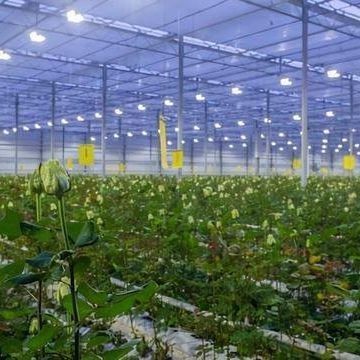 Sistema de iluminación para invernaderos en contenedores Peso bruto del paquete 2000.000kg Moneda EE.UU.