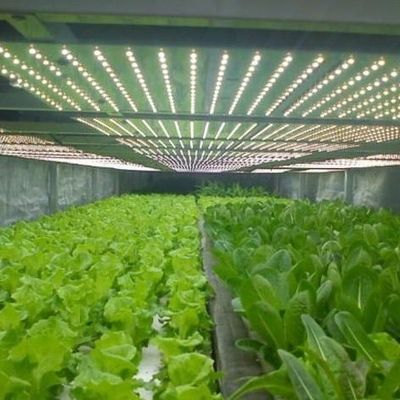 Sistema de iluminación para invernaderos en contenedores Peso bruto del paquete 2000.000kg Moneda EE.UU.