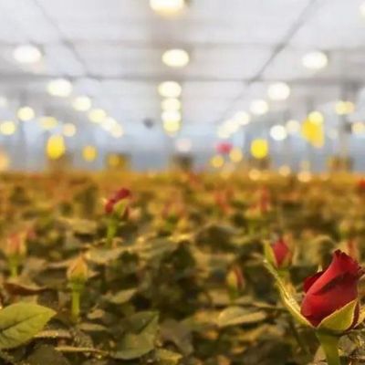 Sistema de iluminación para invernaderos en contenedores Peso bruto del paquete 2000.000kg Moneda EE.UU.