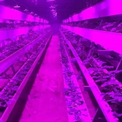 Sistema de iluminación para invernaderos en contenedores Peso bruto del paquete 2000.000kg Moneda EE.UU.