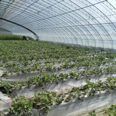 Invernadero de varias extensiones para una mejor irrigación por goteo y luz solar incluida