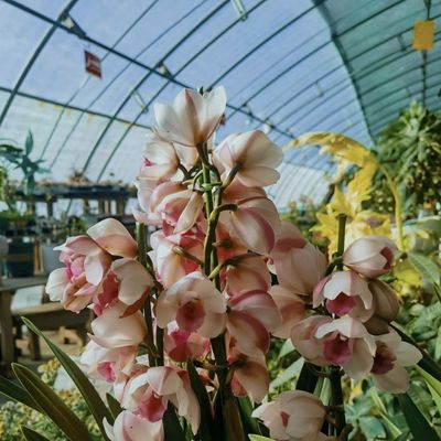 Experimenta los beneficios de la flor Invernadero de luz solar
